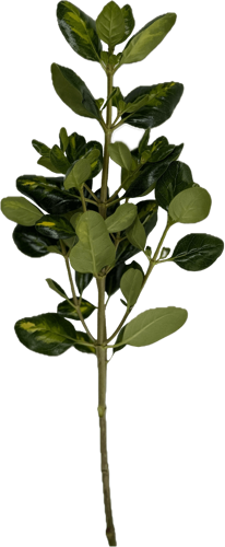 High quality Variegated Brillantina plant